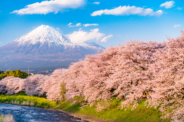 春の風景を英語で描写してみる 桜 チューリップ 菜の花 英文ライティング情報サイト Writing Buzz