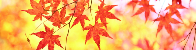 秋の風景を英語で描写してみる 紅葉の色表現 英文ライティング情報サイト Writing Buzz