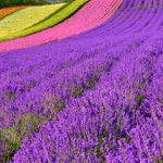 季節の花を英語で描写する – 色表現のヒント