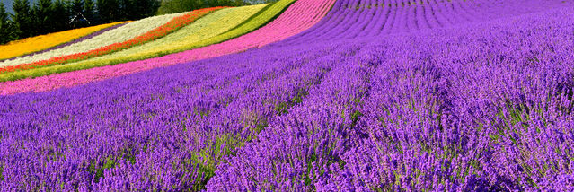 季節の花を英語で描写する 色表現のヒント 英文ライティング情報サイト Writing Buzz