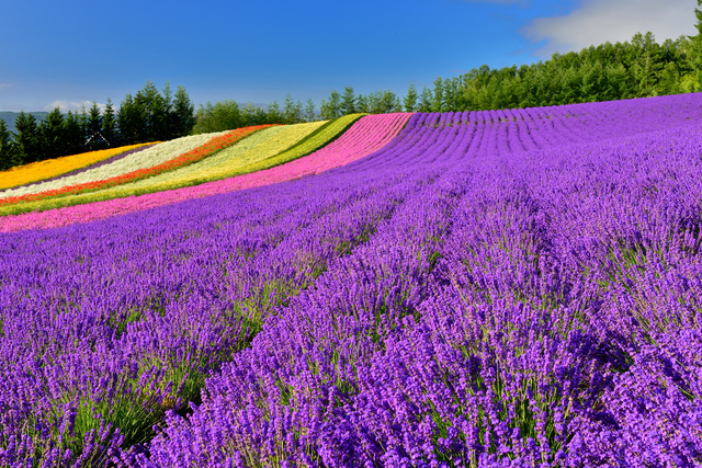 初夏の花を英語で描写する ラベンダー バラ 紫陽花 アジサイ 英文ライティング情報サイト Writing Buzz