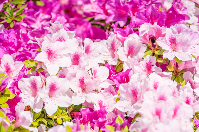 ５月の花を英語で描写してみる 藤 フジ ツツジ アヤメ 英文ライティング情報サイト Writing Buzz